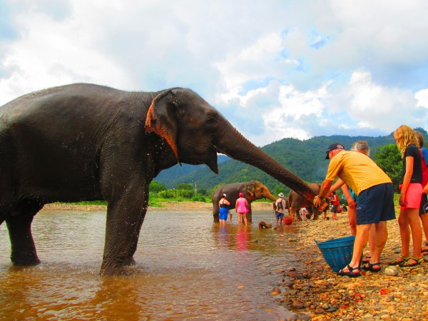 Elephant Nature Park